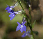 Southern lobelia